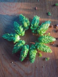 hop cone wreath