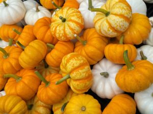LMF mini pumpkins